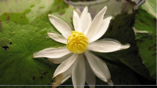 naissance d'une fleur sur ma nymphéa lotus Lotus_14