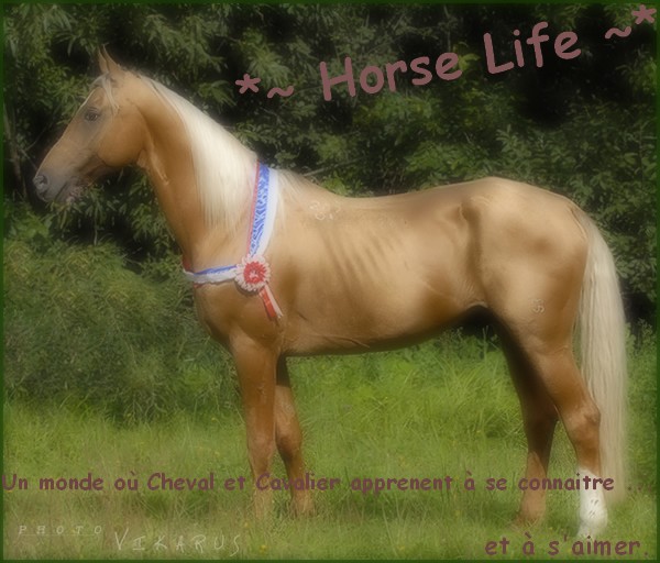 *~ Horse Life ~* A_b4b810