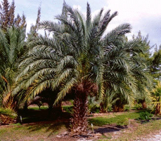 Qu palmera poner a nuestro pornis? Identifica la cyca!! Phoeni16