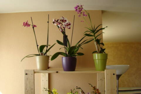 Mon étagère a Orchidées