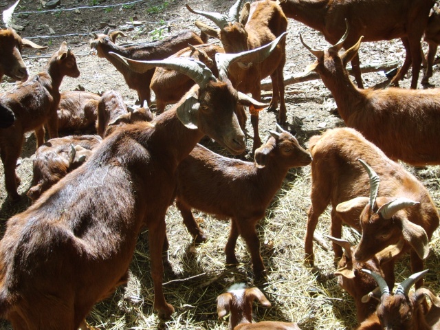 moment de rêve rove Chevre20