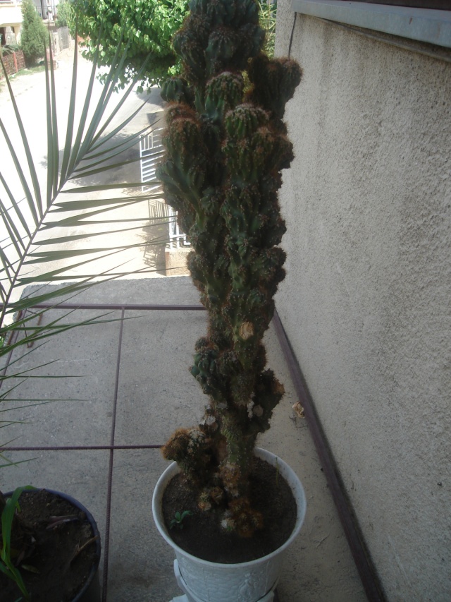 Kaktus 2cne0y10