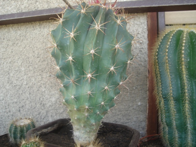 Kaktus 33a7zg10