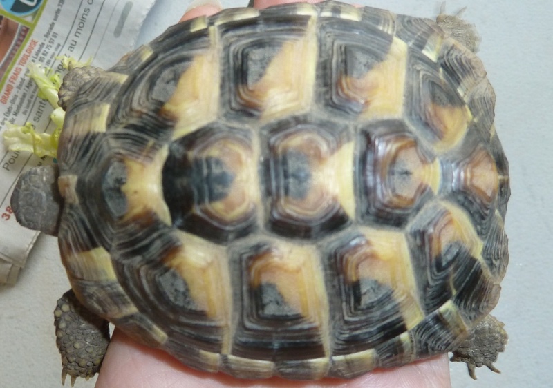 Infos générales sur ma tortue... besoin de votre aide svp Enie_m10