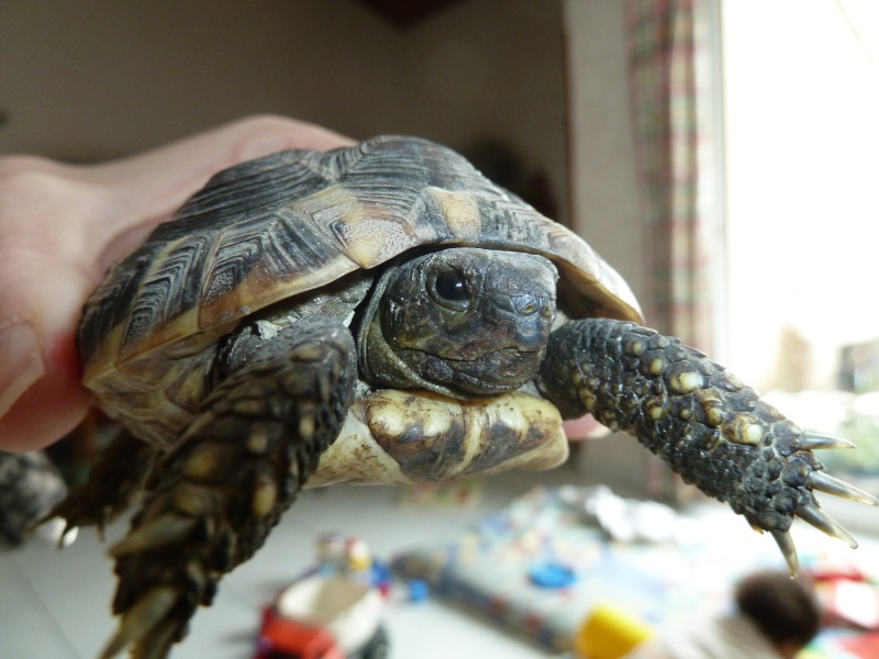 Infos générales sur ma tortue... besoin de votre aide svp P1010710