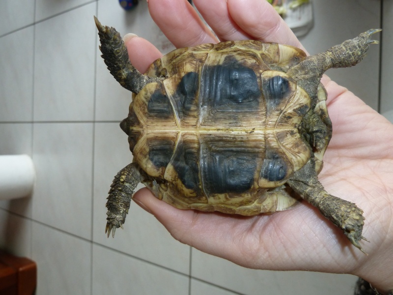 Infos générales sur ma tortue... besoin de votre aide svp P1010711