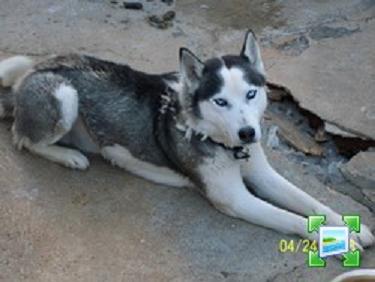 VOYOU un sympathique husky mâle noir et blanc de 3 ans - Page 2 H32411