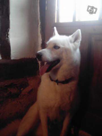 adieu mon Sully d'amour Husky_10