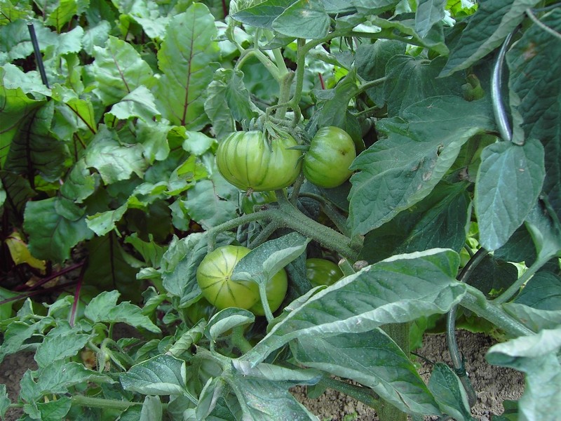Photos du potager Tomate10