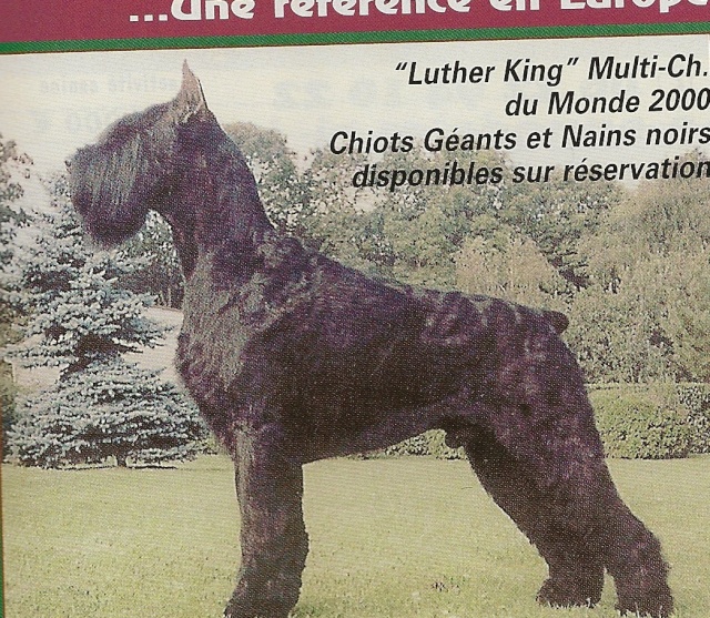 Le schnauzer - Page 2 Clipbo10