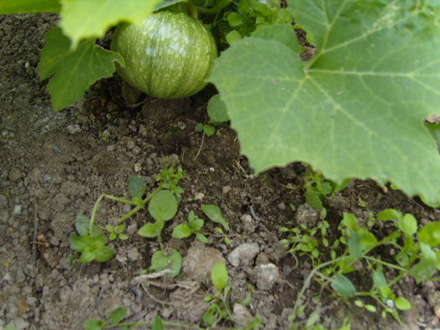 notre potager le 13 juin 2012 Jard_157