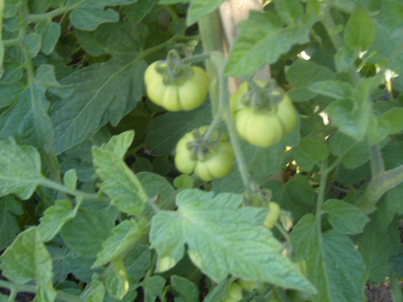 Des nouvelles du potager Tomate12