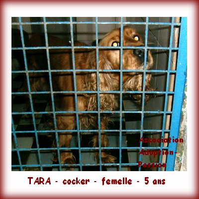 BLL - TARA cocker 5 ans 12_int10