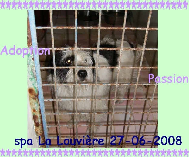 SALSA CROISEE BICHON ABANDON 3 ANS LA LOUVIERE BELGIQUE 45612