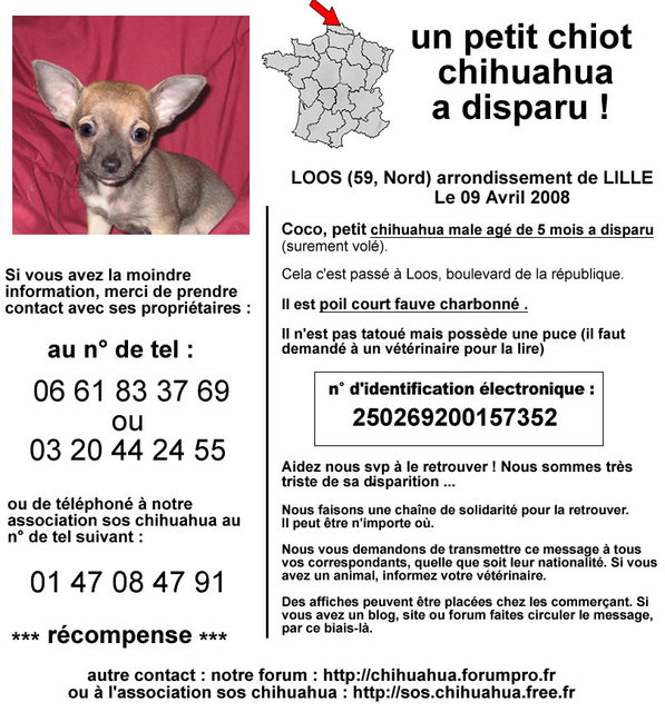 59 - COCO chiot de 5 mois, CHIHUAHUA Cocoaf10