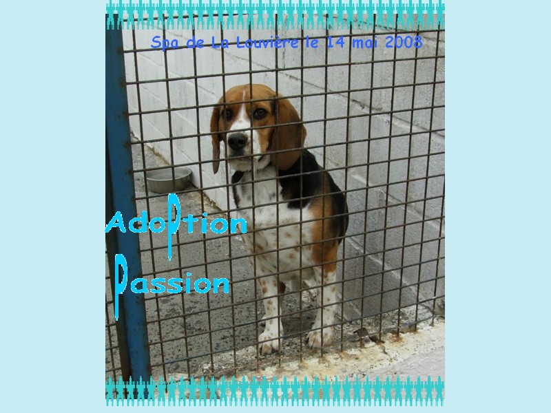 NALA BASSET ARTESIEN 2 ANS ABANDON LL BELGIQUE Copie_68