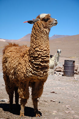 SALUDOS MIS AMIGOS. Llama10