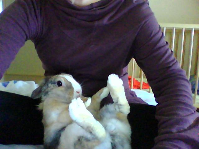 Mon lapin :p Lapin11