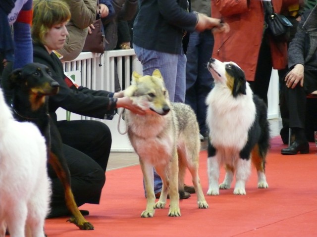 Expo d'Angers Le 30 Mars - Page 2 Image_23