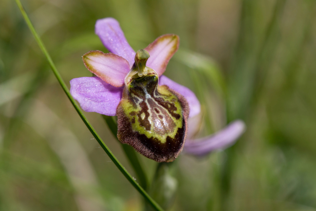 Identifications Ophrys Ophrys38