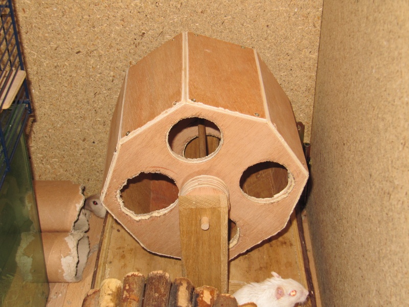 Fabrication d'une roue en bois pour rongeurs Img_0225