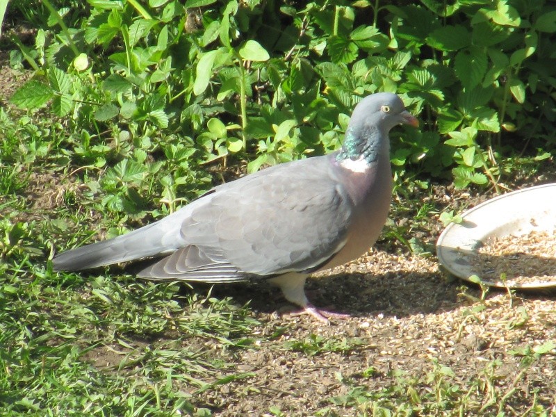 pigeons - Quelle race de pigeons ?  Img_0686