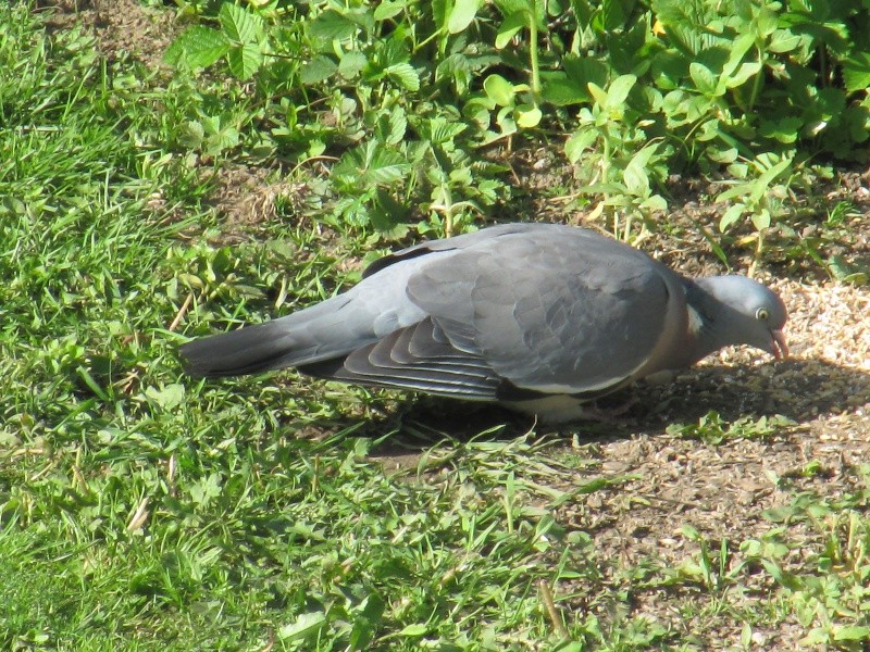 pigeons - Quelle race de pigeons ?  Img_0695