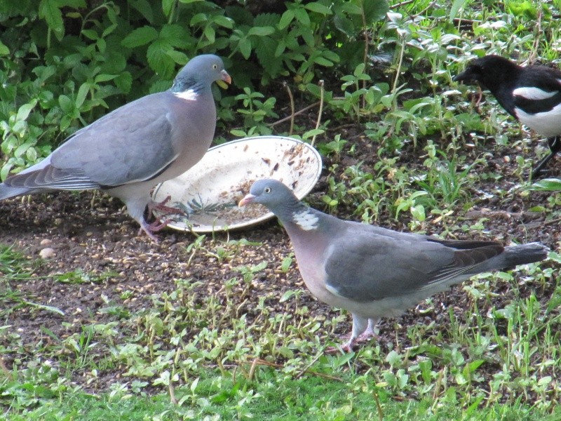 pigeons - Quelle race de pigeons ?  Img_0699