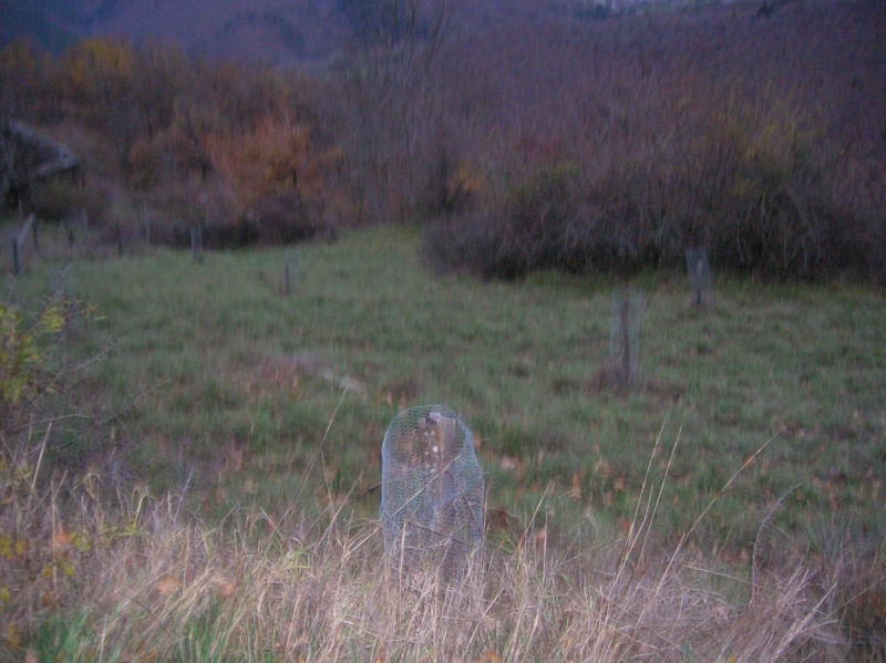 coupe du bois dans les cévennes avec le Rex Bois_c17