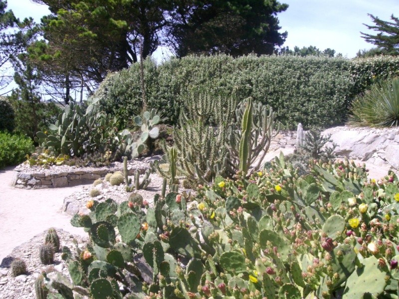 Jardin delaselle , Ile de Batz Imgp2812