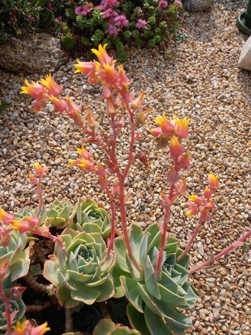 Echeveria pour comparaison (imbricata - secunda glauca ??) P7270018