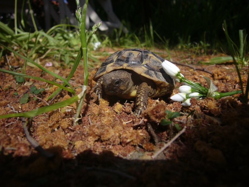 Mes tortues P1040713