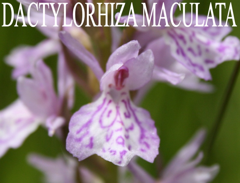 Photos orchidacées Dactyl18