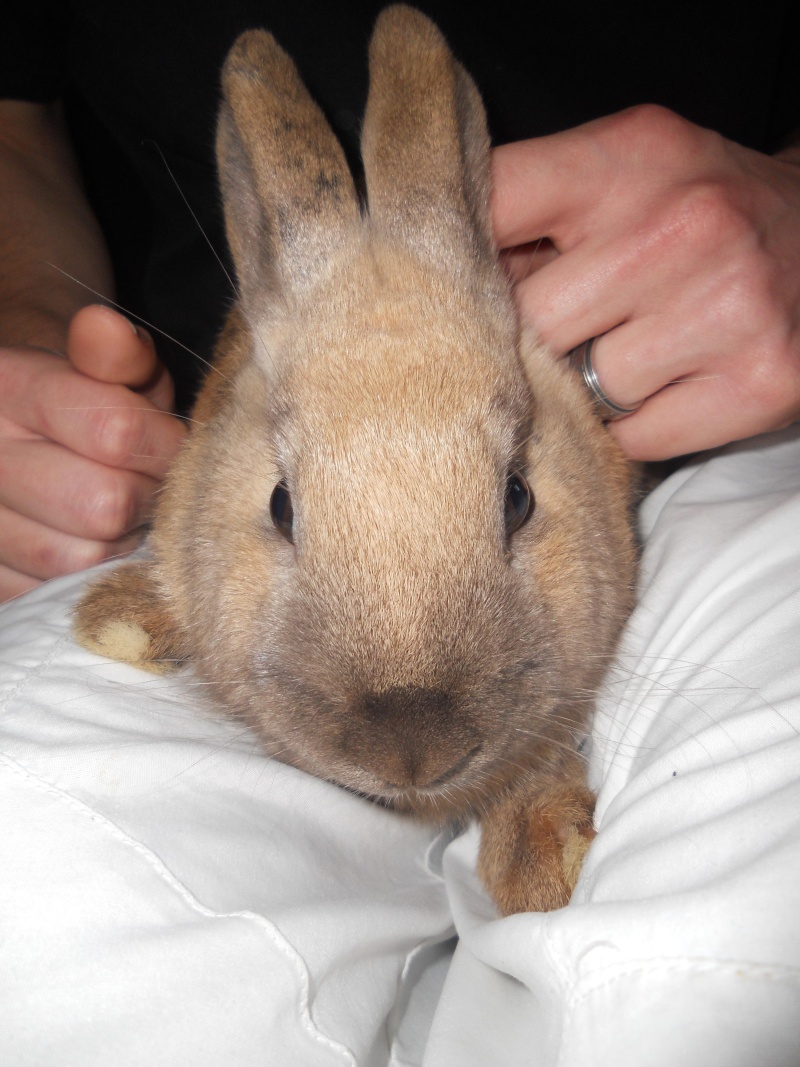 Caramelle , lapine femelle née en mars 2011 ( Adoptee ) Dscn1715
