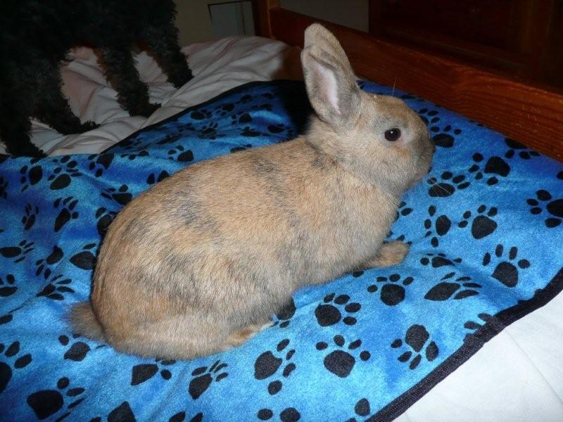 Caramelle , lapine femelle née en mars 2011 ( Adoptee ) P1000713