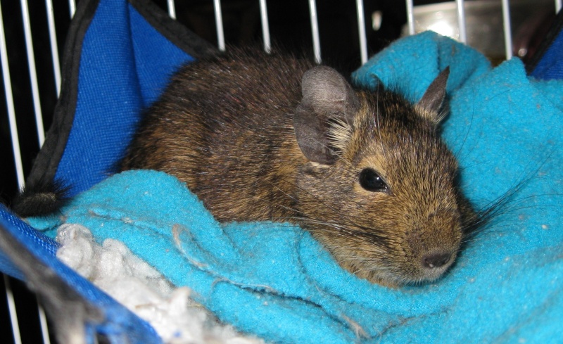 2 hamsters syriens et 1 octodon ( tous adoptes ! ) Tortue17