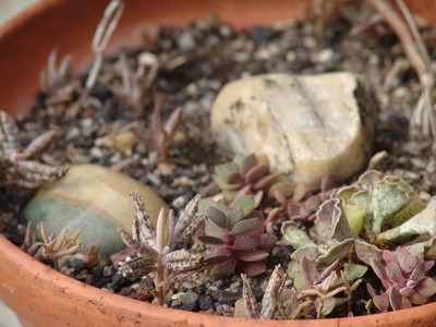 Bryophyllum delagoensis (= Kalanchoe delagoensis = K. tubiflora) et hybrides Dsc-0012