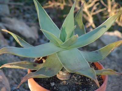 Aloe striata Dsc-0015