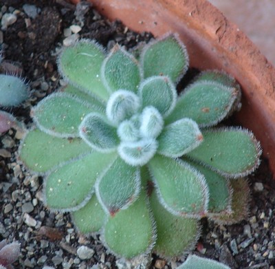 Echeveria setosa, E. pulvinata, E. pulvinata 'Frosty' [identification] Dsc00018