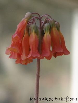 Bryophyllum delagoensis (= Kalanchoe delagoensis = K. tubiflora) et hybrides Dsc00029
