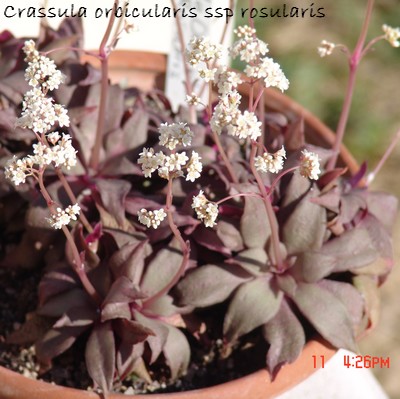 Crassula orbicularis 'Rosularis' Dsc00032