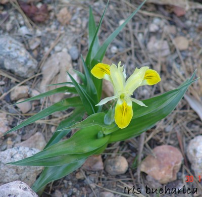 Iris bucharica Dsc00043