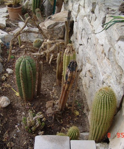 rusticité des cactus et succulentes en extérieur - listes Dsc00115