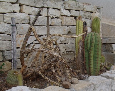 rusticité des cactus et succulentes en extérieur - listes Dsc00116