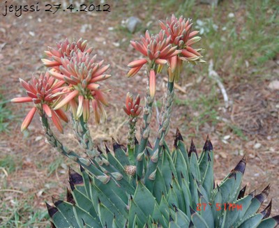 Aloe polyphylla Dsc00217