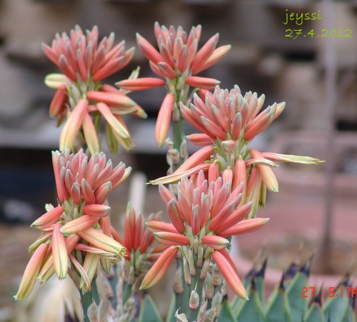 Aloe polyphylla Dsc00218