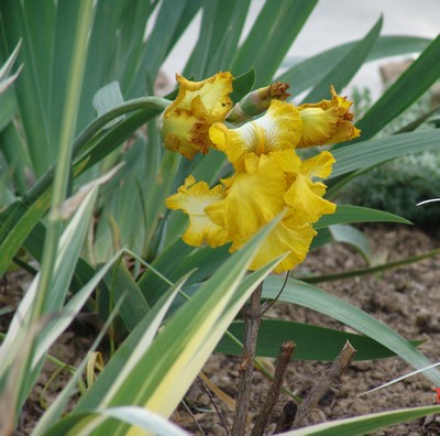  Nos Iris : floraisons 2012 Dsc00318