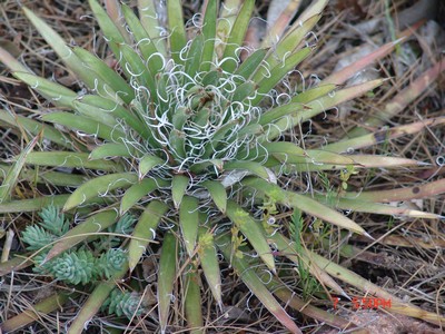 Yucca - le genre Dsc00320