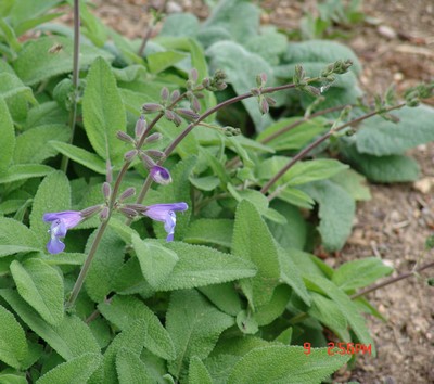 Salvia - identification des sauges Dsc00414