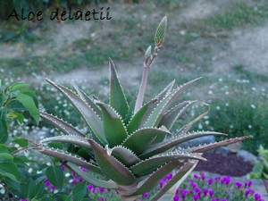 Aloe x delaetii Dsc00514